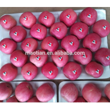 Yantai frais Red Fuji Apple 2016 récolte